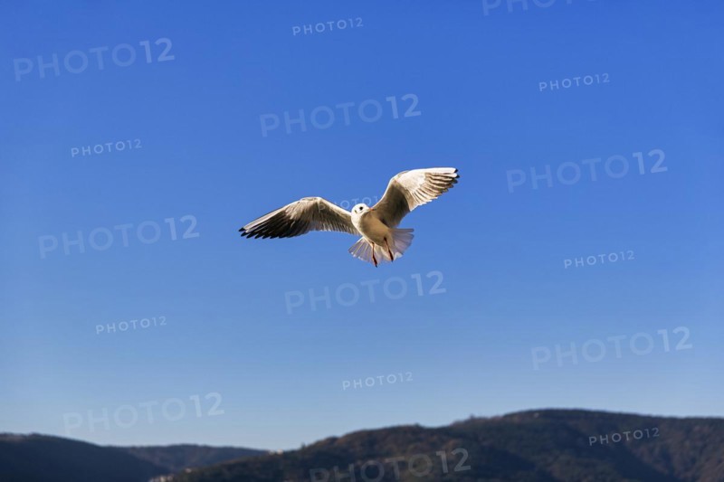 Black-headed gull