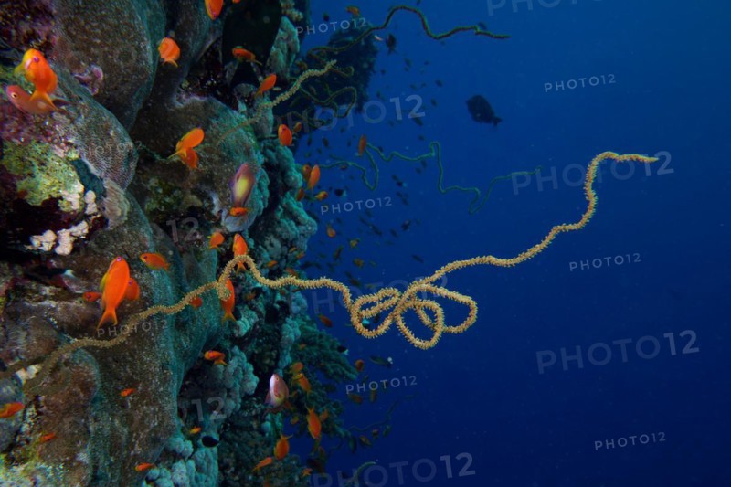 Twisted spiral wire coral