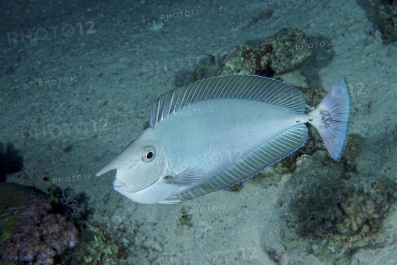 Short-nosed unicornfish