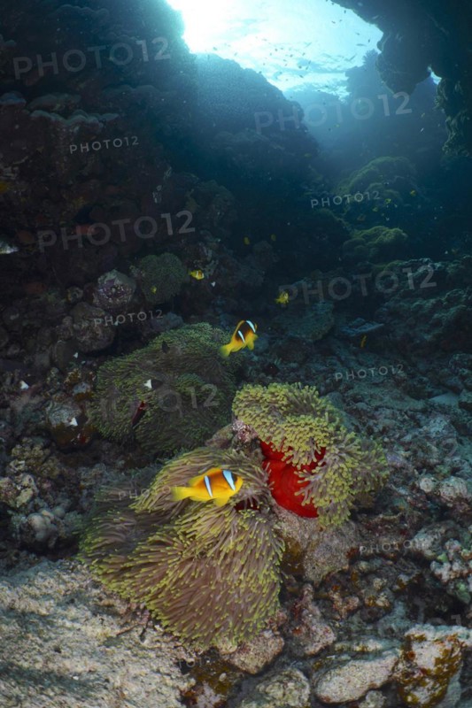 Magnificent sea anemone