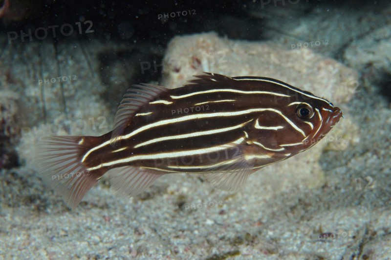 Six-lined soapfish