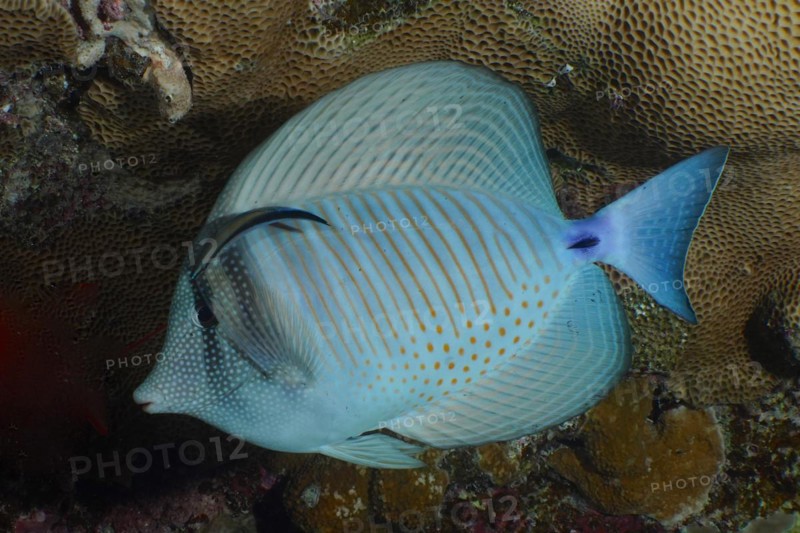 Desjardins sailfin tang