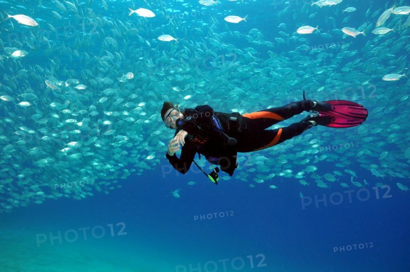 Diver swimming under school of mackerel