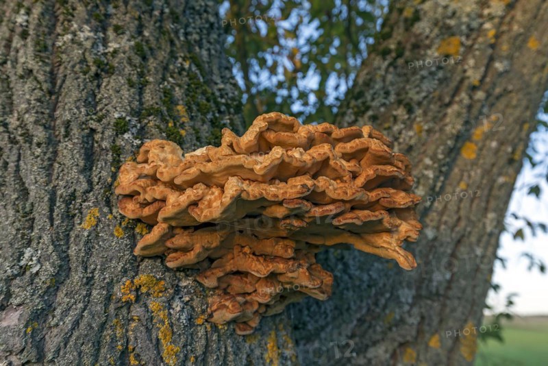 Sulphur polypore