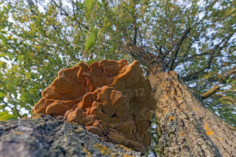 Sulphur polypore