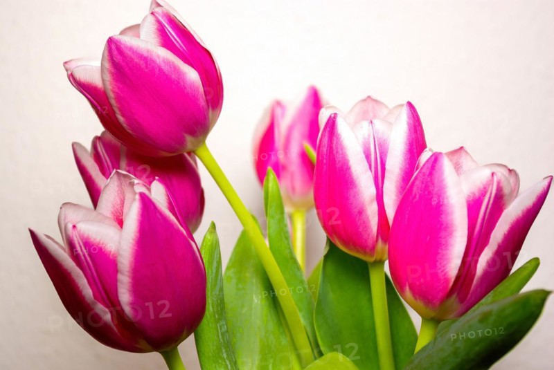 Cut flowers in a vase