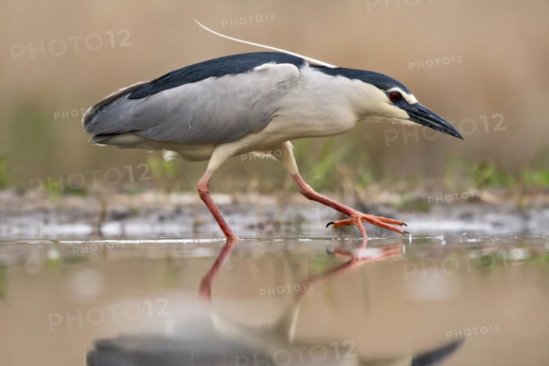Black crowned night heron