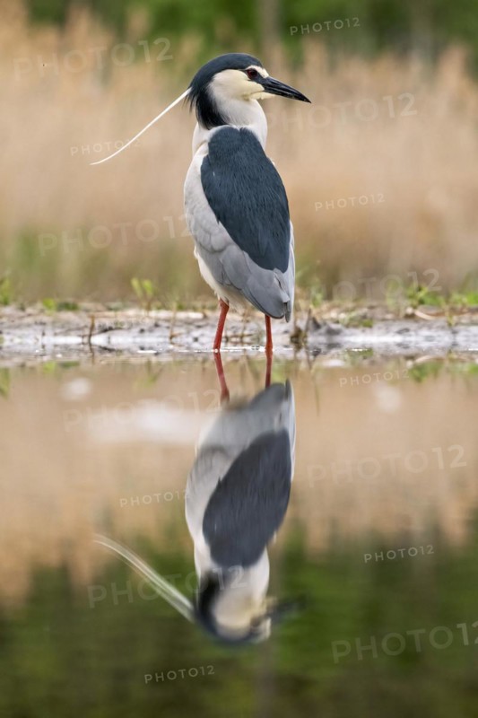 Black crowned night heron