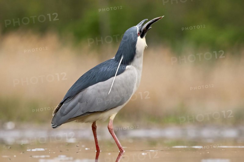 Black crowned night heron