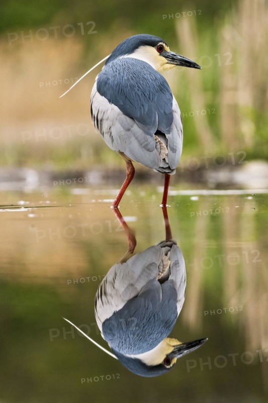 Black crowned night heron
