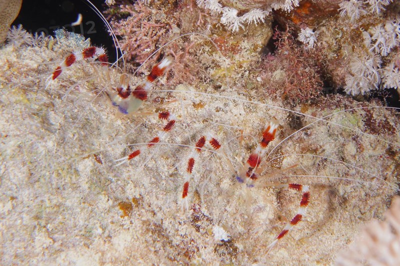 Two specimens of banded coral shrimp