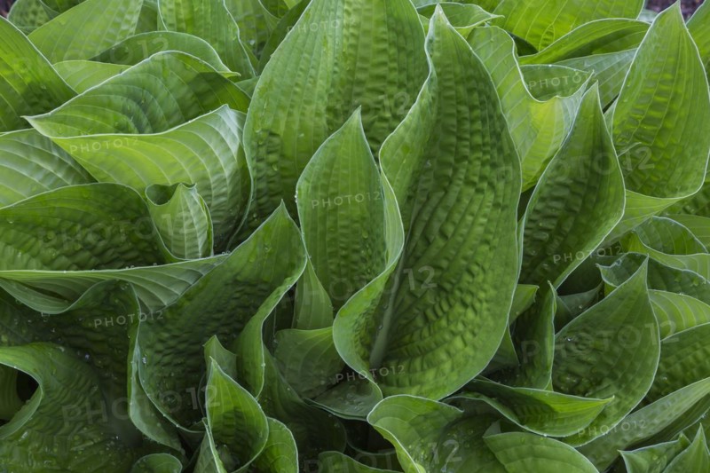 Hosta