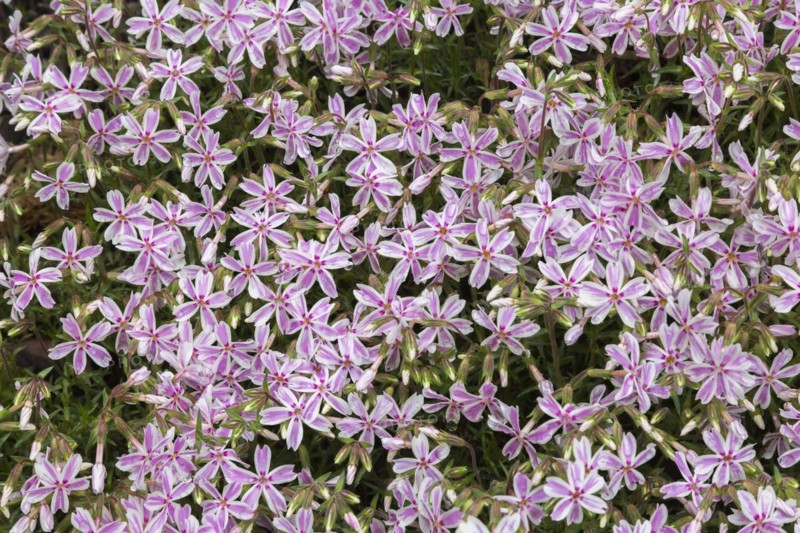 Candy Stripe Phlox
