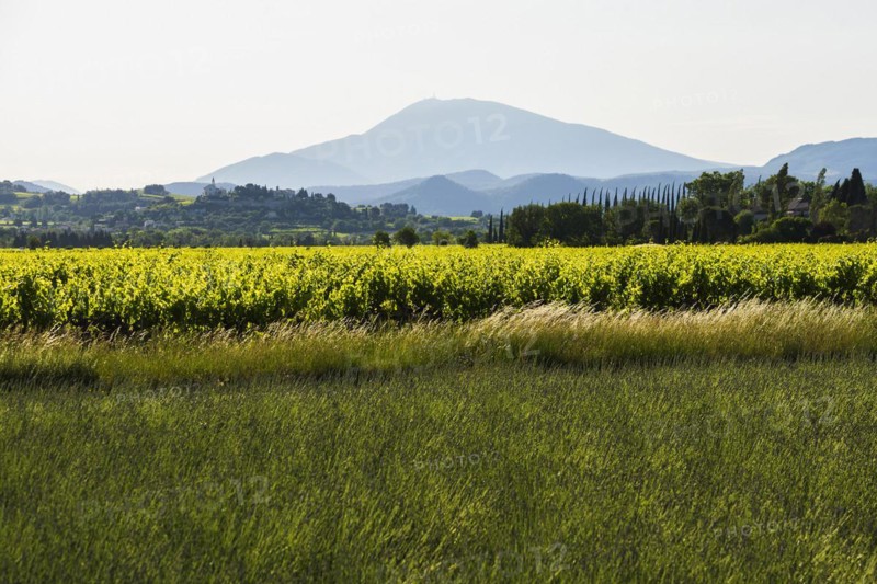 Mont Ventoux and cypress avenue