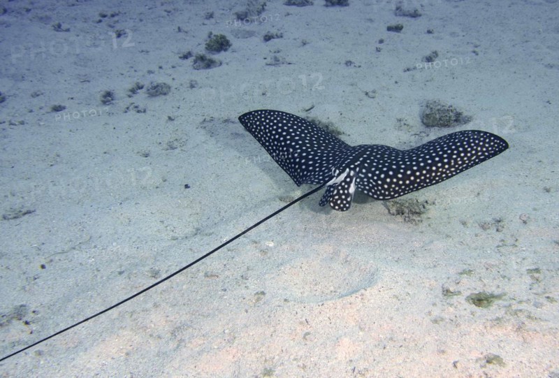 Spotted eagle ray