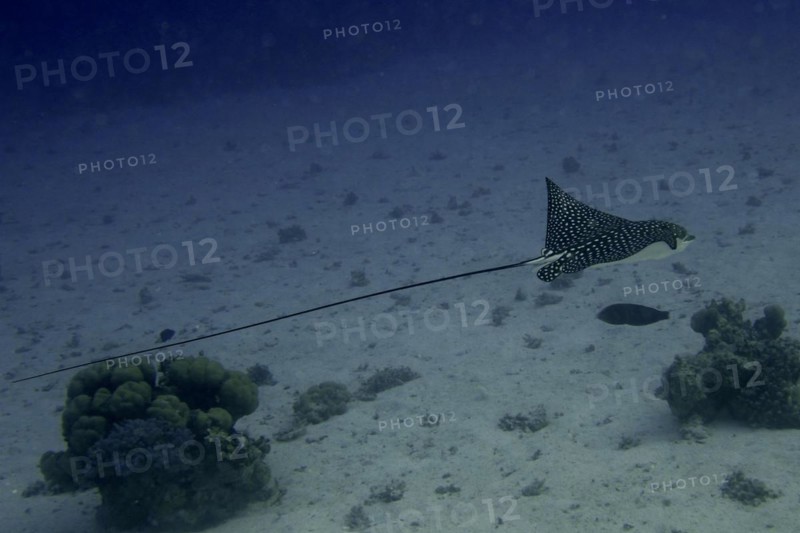 Spotted eagle ray