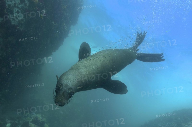 Cape fur seal
