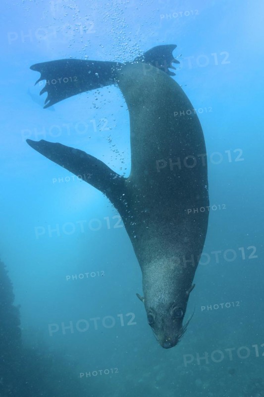 Cape fur seal