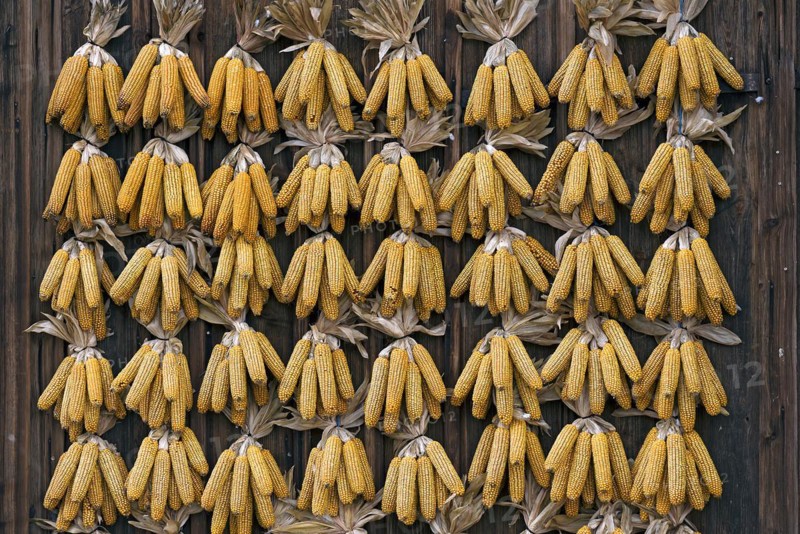 Corn