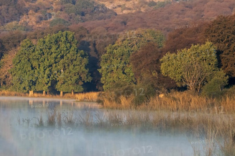 Misty waters of a lake in Ranthambhore national park in winters