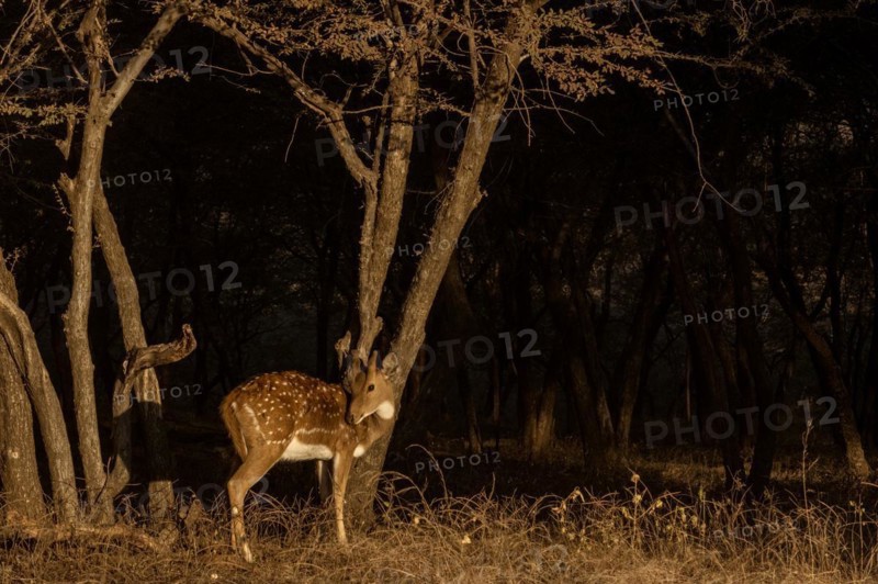 Solitary Spotted deer or Axis deer standing in the sunlight in front of dark woodlands in Ranthambore tiger reserve