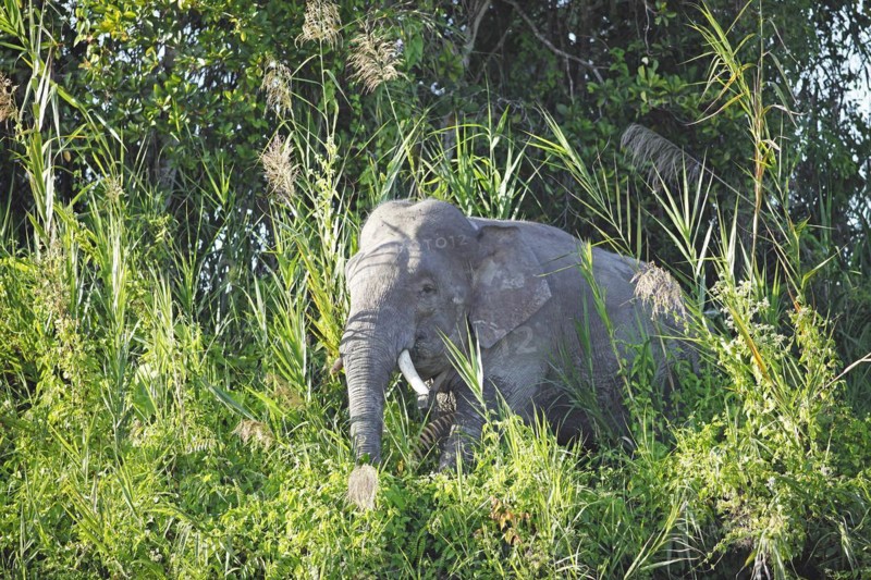 Borneo pygmy elephant