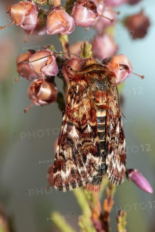 Heather variegated owl Butterfly with closed wings hanging on flowering heather from behind