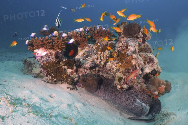 Giant Moray