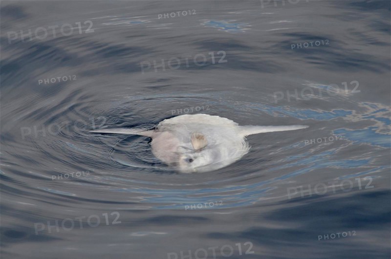 A ocean sunfish