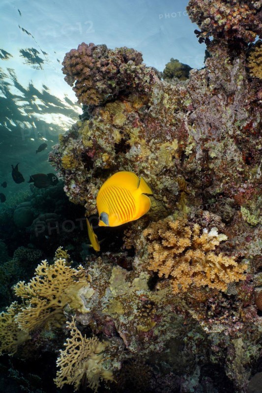 Bluecheek butterflyfish