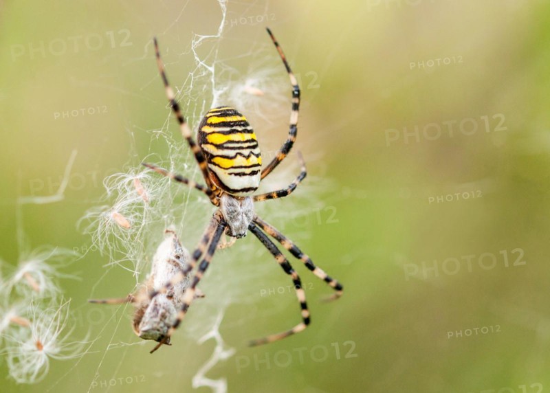 Wasp spider