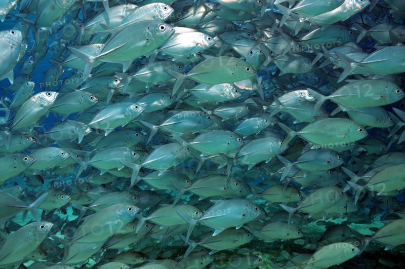 Mackerel