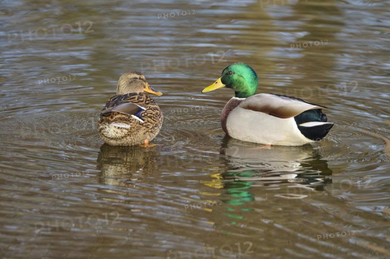 Mallard