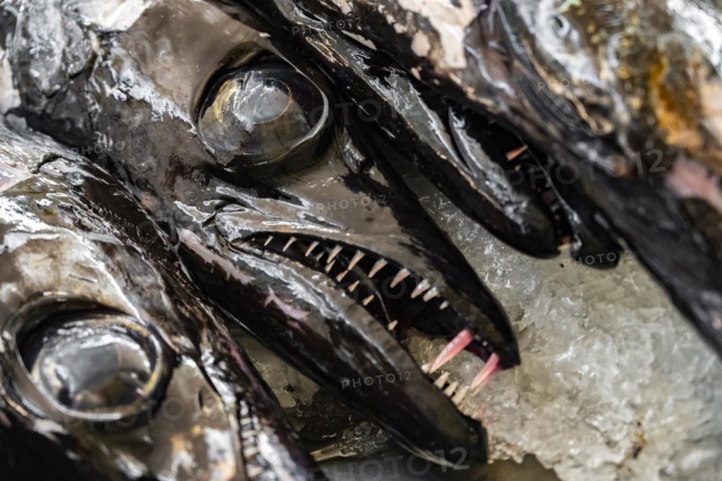 Edible fish