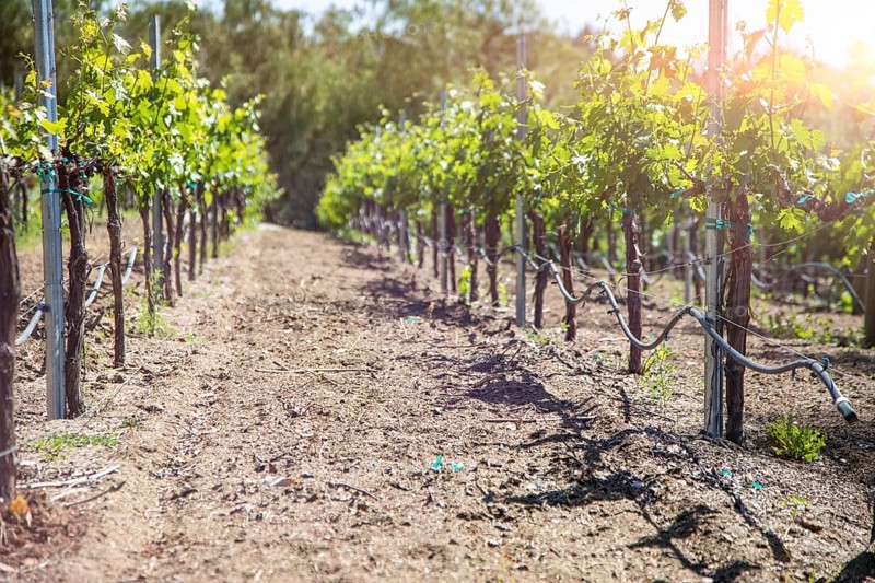 Beautiful wine grape vineyard in the morning sun