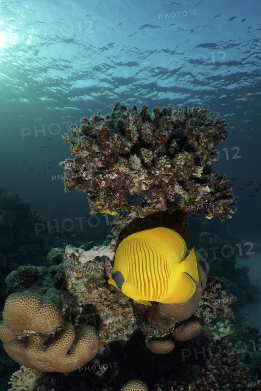 Bluecheek butterflyfish
