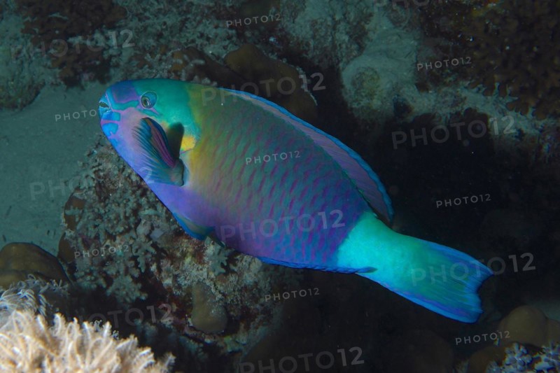 Bullethead parrotfish