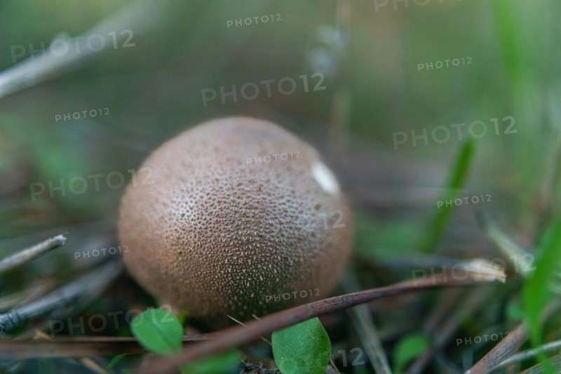 Close-up of a fungus