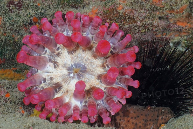 Red club-tipped anemone