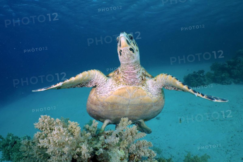 Hawksbill sea turtle