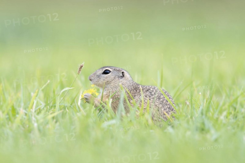 European ground squirrel
