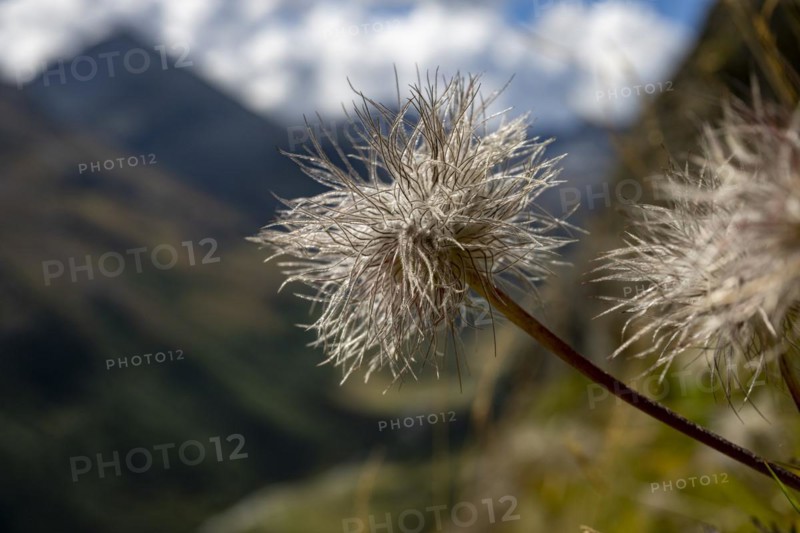 Alpine pasqueflower