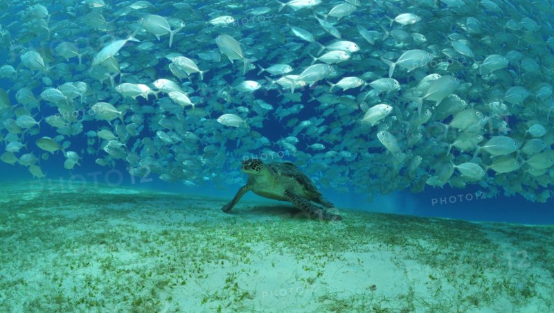 Sea turtles