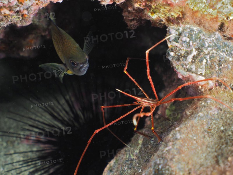 Arrow crab