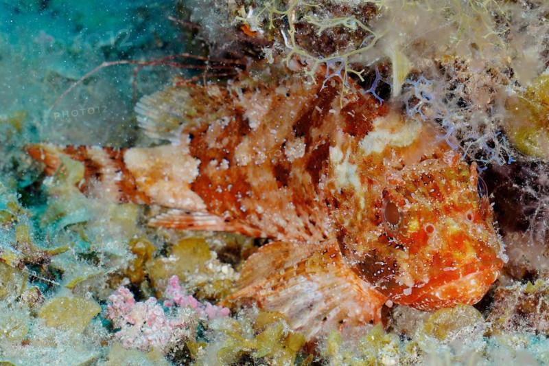 Madeira rockfish