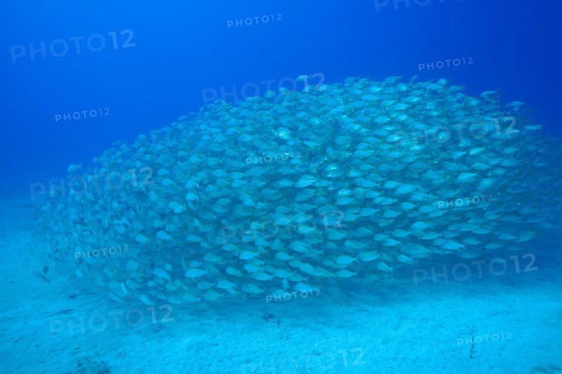 Large shoal