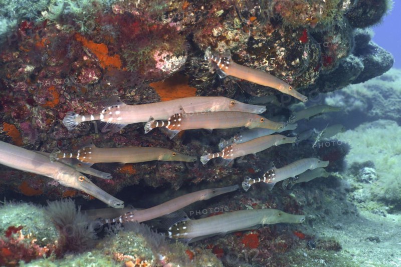 Group of atlantic cornetfish