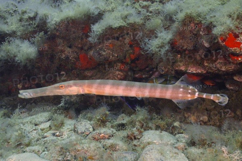 Atlantic cornetfish