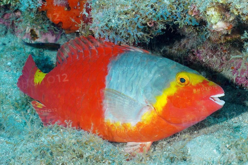 Mediterranean parrotfish