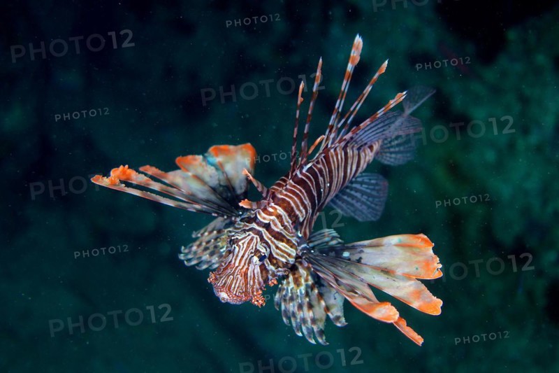 Pacific red lionfish